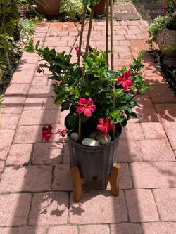 Mandevilla Vine