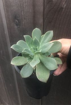Succulent