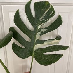 Albo Monstera Plant CUTTING- Rooted 