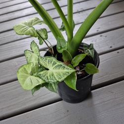 Alocasia Odora And Arrowhead Plant 