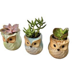 Set Of 3 Potted Succulents 