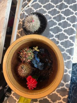 Mini cactus