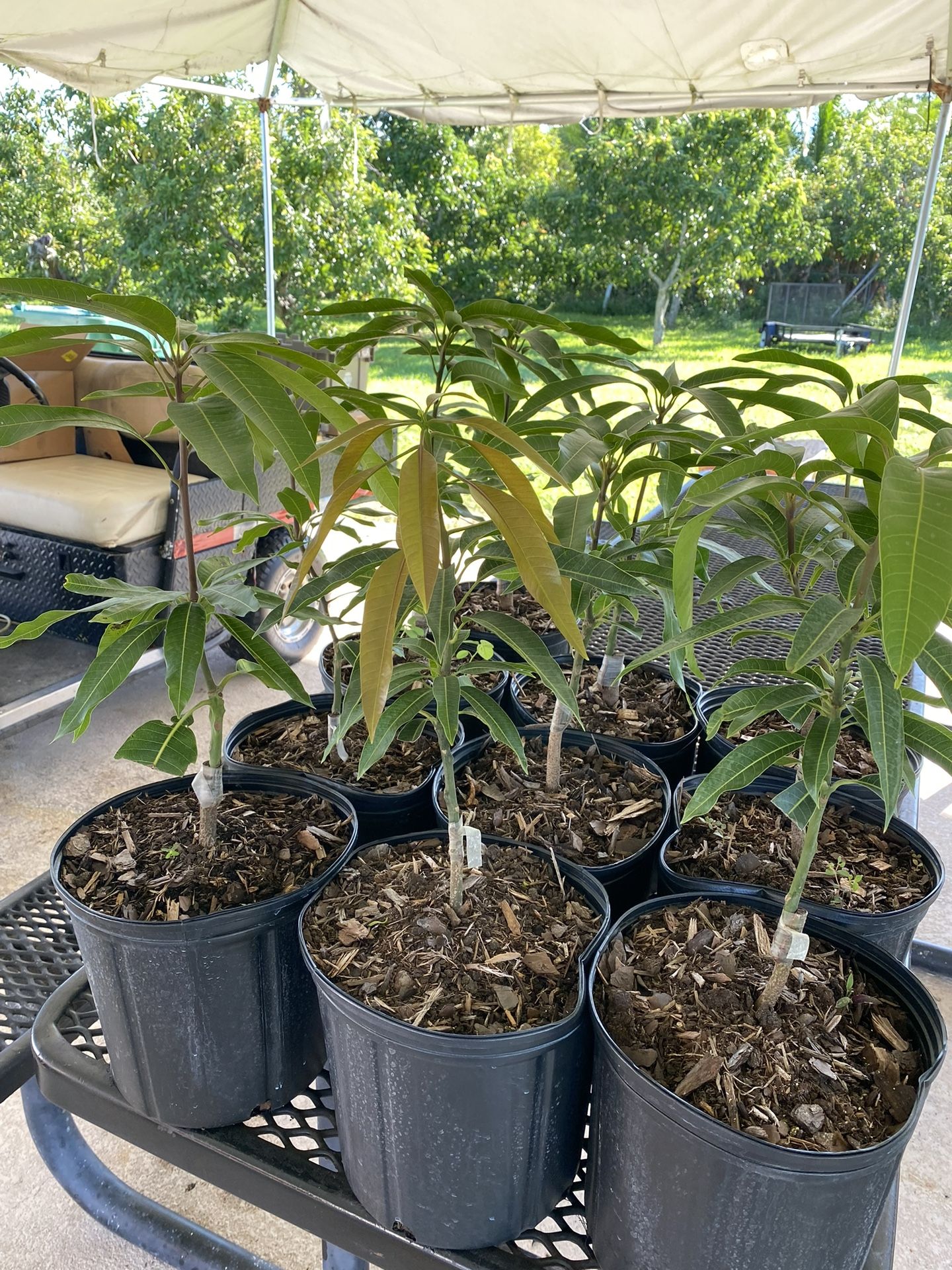 Grafted mango trees for Sale in Miami, FL OfferUp