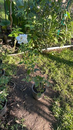 Planta de Rosal, Flor blanco