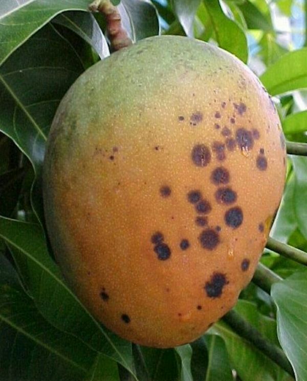 Baby Jamaican Julie Mango Tree for Sale in Winter Haven, FL OfferUp