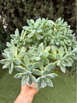 Gorgeous crested succulent tree in a pot