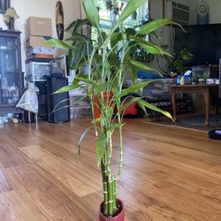 Lucky Bamboo 