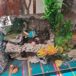 Fish Tank And Accessories 