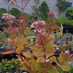 Suculentas Y Cactus 🌵 💕 $5 Each 