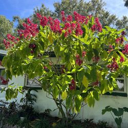 Brazilian Red Cloak (3) Cuttings All Rooted 