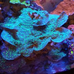 Decorative Coral Display 