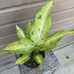 6” dieffenbachia camouflage