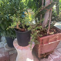 Plant For Sale