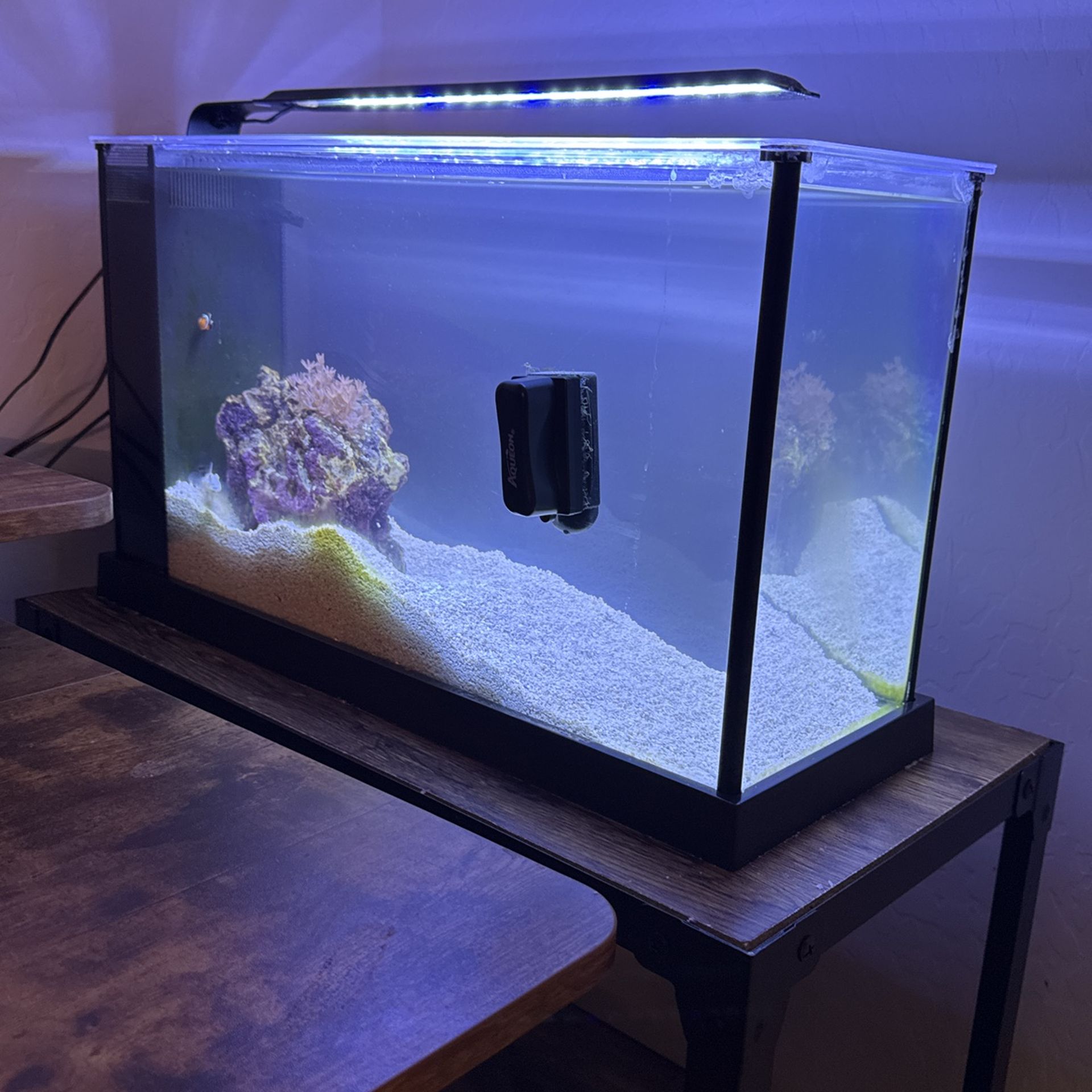 5 Gal Saltwater Fish Tank