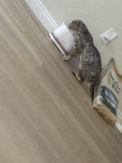 Taste of the wild bengal cat food
