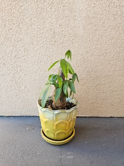 Money Tree in Ceramic