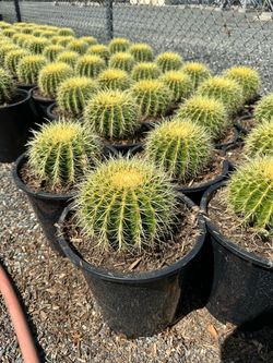 Golden barrel cactus