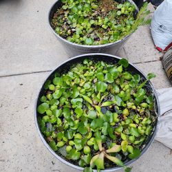 Aquatic Pond Plants Water Hyacinth 