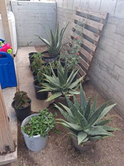 Plantas