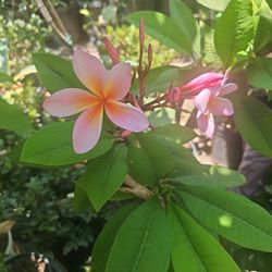 Plumeria