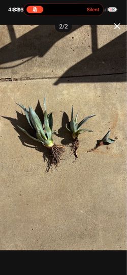 FREEEE AGAVE AMERICANA SHOOTS