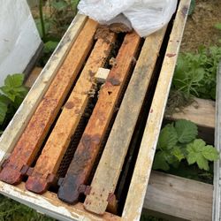 Nucs.,Hive , Queen