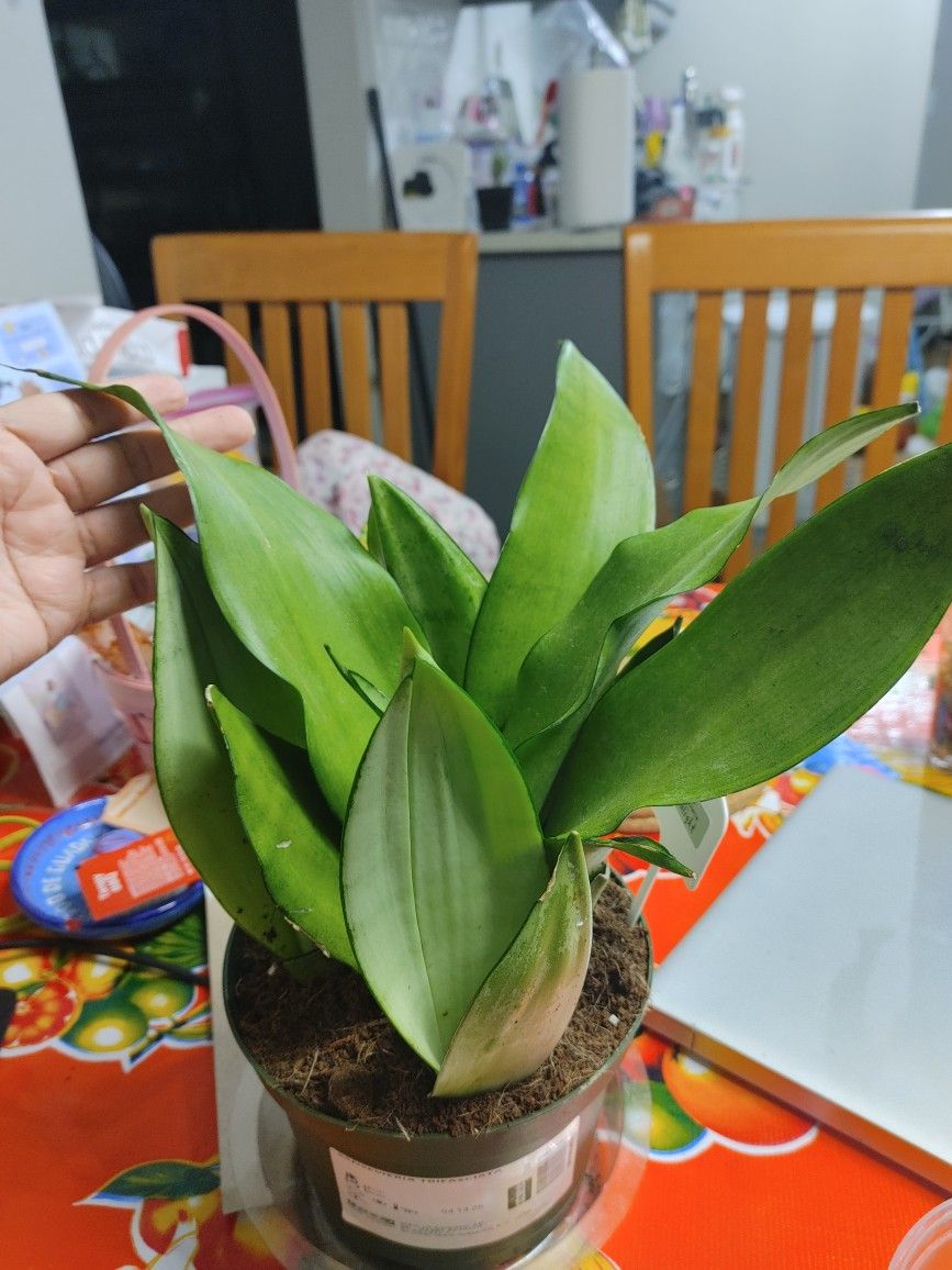 Snake Plant Moonlight