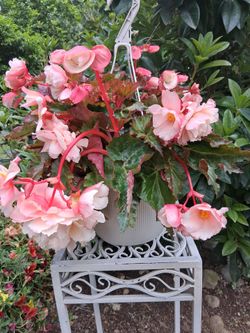 Begonia hanging baskets