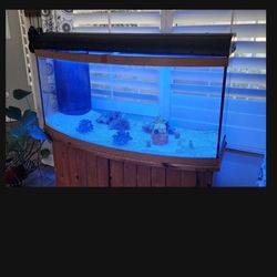 Spectacular Show Case Marine / Saltwater 60 Gallon Tank Aquarium