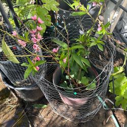 2 Feet Tall Blooming Small Peach Tree