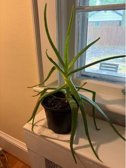 Aloe Vera Plant