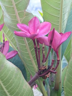 Pink Plumeria