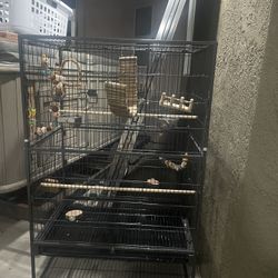 Bird Cage 