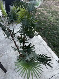 2 Fake Plant