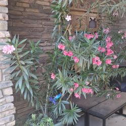 Oleander In15 Gallon Pot 8ft