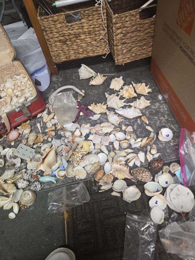 Seashells