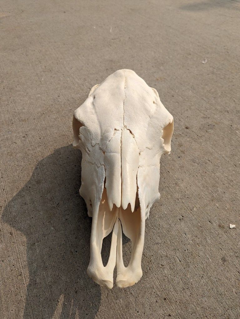 Cow Skull