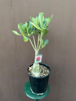 6” desert rose
