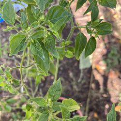 Flowering Chiltepin Tree In 1.5 Gallon Pot