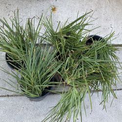 Bulbine Succulents Plants Drought Tolerant 