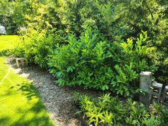 Random size English Laurel