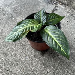 Xanthosoma Lindenii Plant