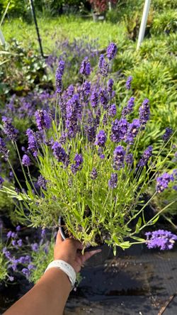 English Lavendar