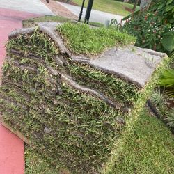 Fresh Cut St. Augustine Sod 
