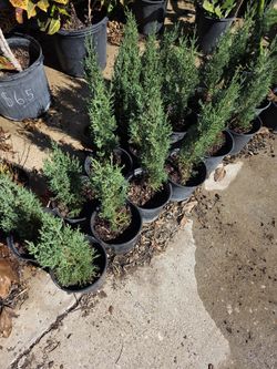 Pinos Italianos Cypress 1gallon 