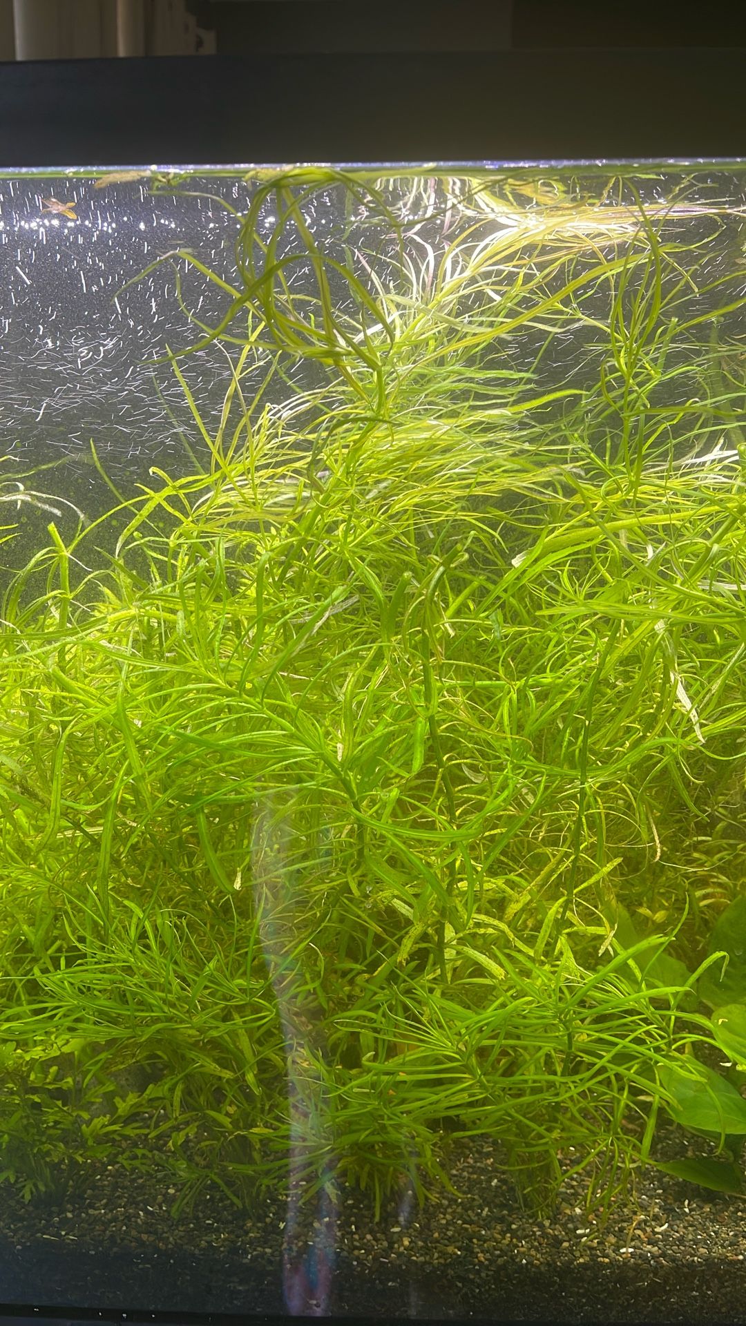 Pogostemon Stellatus Octopus And Water Sprite Freshwater Live Aquarium Plant Pond Aquatic