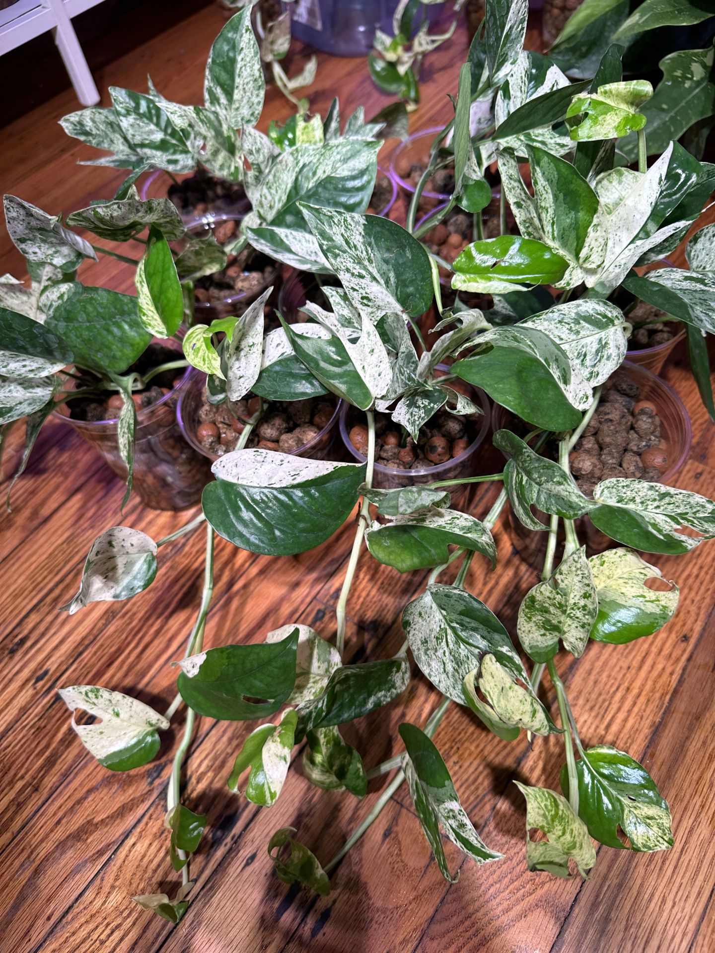 Araflora, exotic flora & more - Epipremnum pinnatum variegated