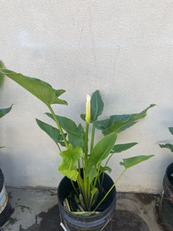 Blooming Calla Lily