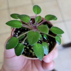Miniature Trailing African Violet Starter Plant