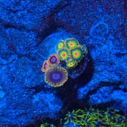 Combo Zoa Coral Decoration